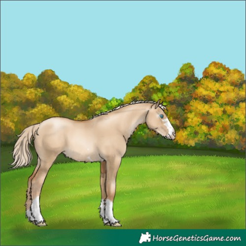 Horse Color:Gray Gold Cream Champagne Pearl Dun 