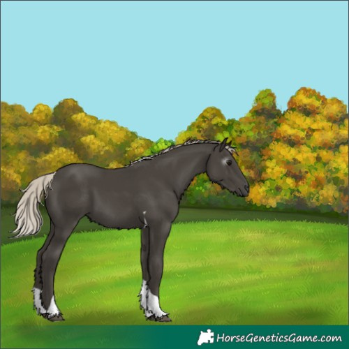 Horse Color:Gray Silver Black Tobiano