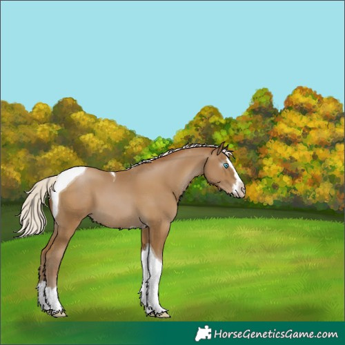 Horse Color:Gray Silver Smoky Black Pearl Splash Tobiano 