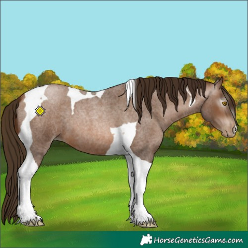 Horse Color:Gray Brown Roan Pearl Tobiano 
