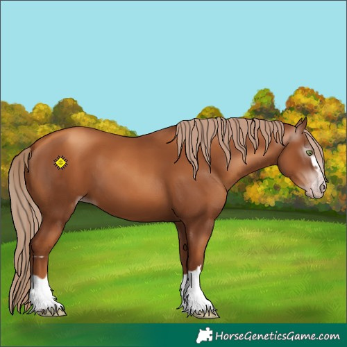 Horse Color:Gray Gold Champagne 