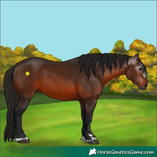 Horse Color:Gray Bay 