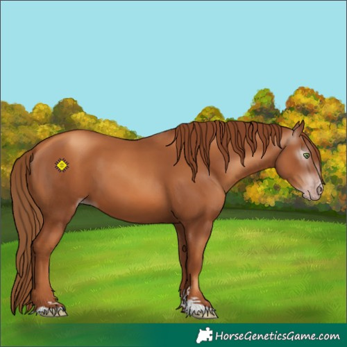 Horse Color:Gray Gold Champagne