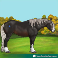 Horse Color:Gray Silver Brown 