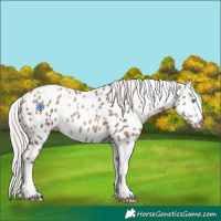 Horse Color:Gray Silver Smoky Black Pearl Tobiano Appaloosa 