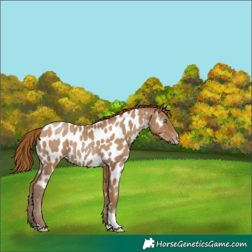 Horse Color:Gray Smoky Black Pearl Tobiano Appaloosa