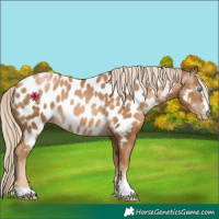 Horse Color:Gray Palomino Pearl Appaloosa 