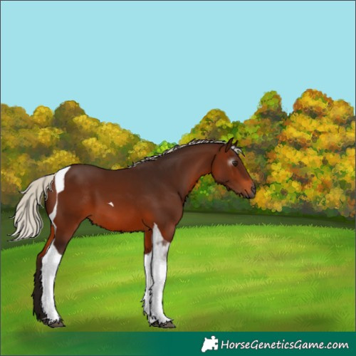 Horse Color:Gray Silver Bay Tobiano 