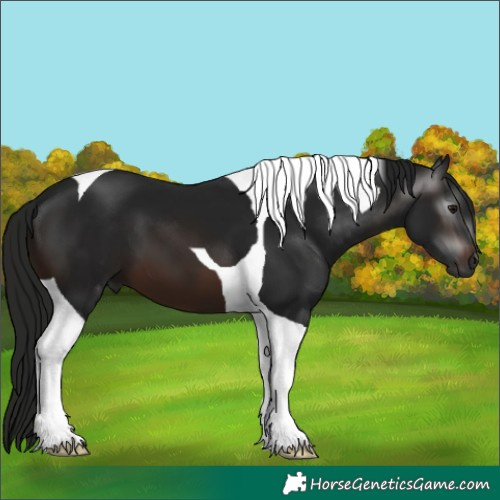 Horse Color:Gray Brown Tobiano 