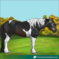 Horse Color:Gray Brown Tobiano 