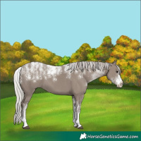 Horse Color:Powder White Silver Grullo