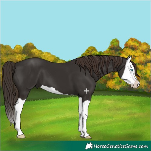 Horse Color:Liver Chestnut Splash 