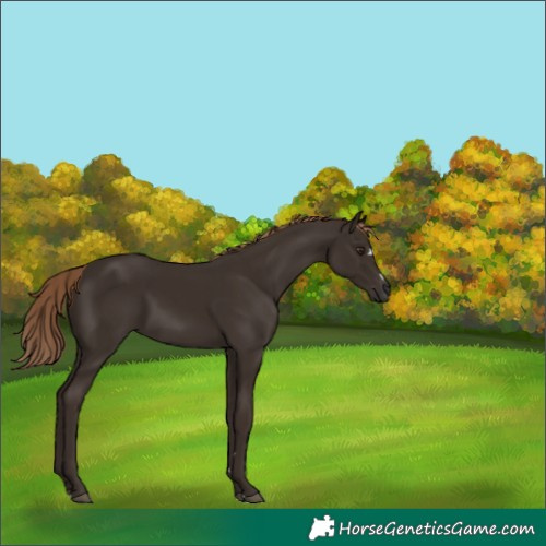 Horse Color:Liver Chestnut 
