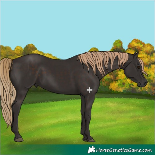 Horse Color:Liver Chestnut 