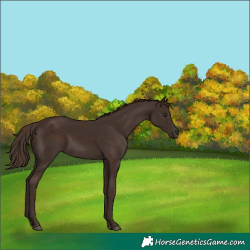 Horse Color:Liver Chestnut 
