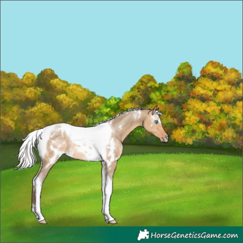 Horse Color:Gray White Spotted Silver Perlino Dun Tobiano Rabicano