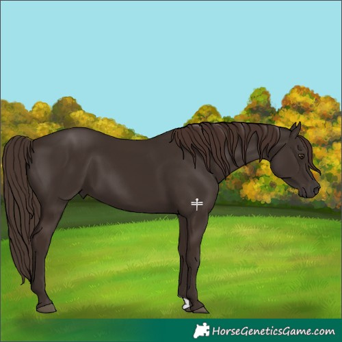 Horse Color:Liver Chestnut 