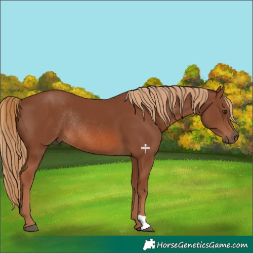 Horse Color:Chestnut Rabicano 