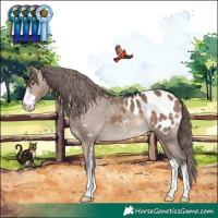 Horse Color:Brown Dun Sabino Appaloosa 