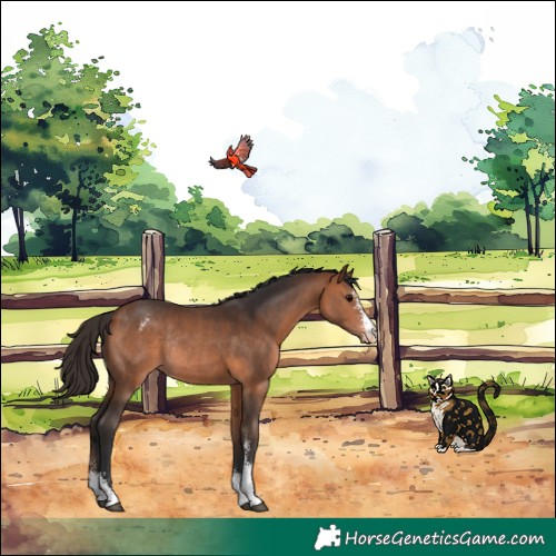 Horse Color:Bay Sabino Appaloosa Rabicano