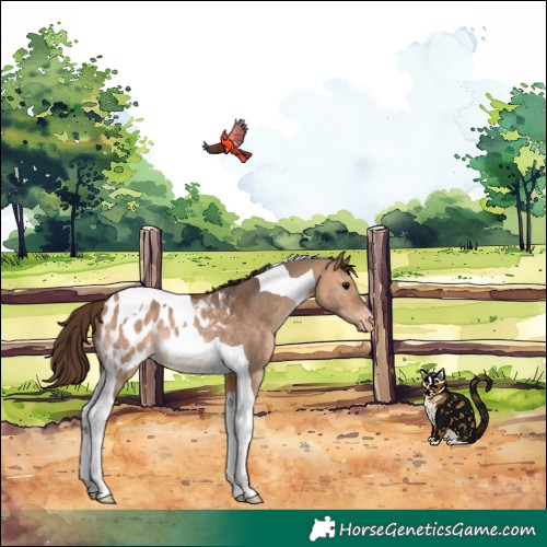 Horse Color:Bay Dun Tobiano Blanket Rabicano 