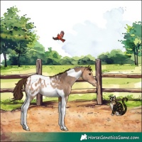 Horse Color:Bay Dun Tobiano Appaloosa Rabicano