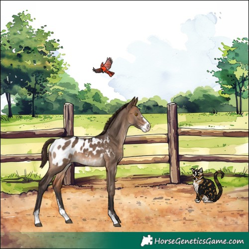 Horse Color:Brown Dun Sabino Appaloosa 
