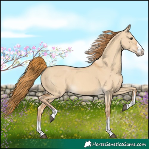 Horse Color:Red Dun 