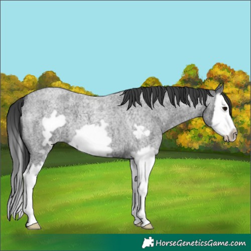 Horse Color:Blue Roan Splash Frame 