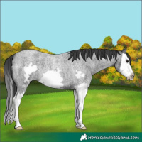 Horse Color:Blue Roan Splash Frame