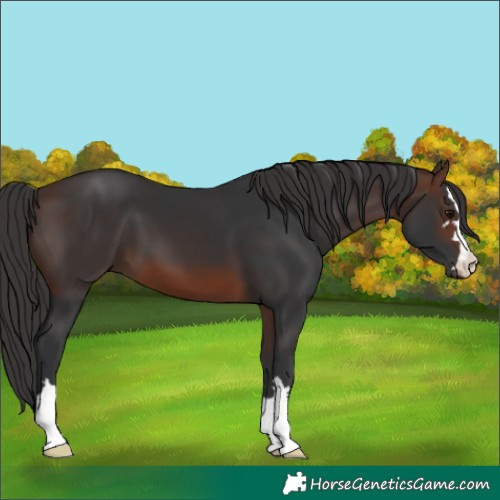 Horse Color:Brown 