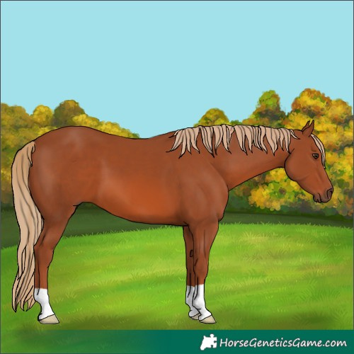 Horse Color:Chestnut 