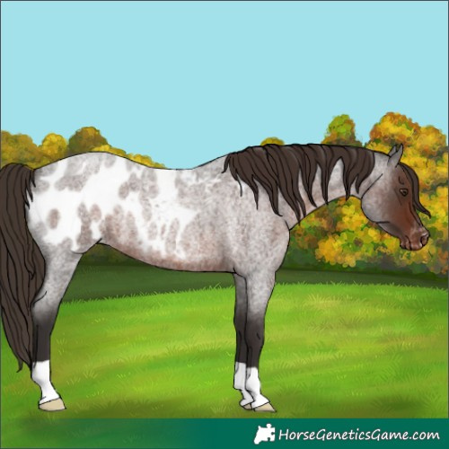 Horse Color:Liver Red Roan Appaloosa 