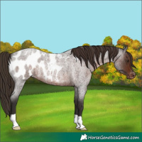 Horse Color:Liver Red Roan Appaloosa