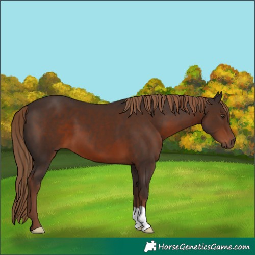 Horse Color:Liver Chestnut 