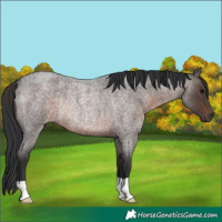 Horse Color:Brown Roan Rabicano