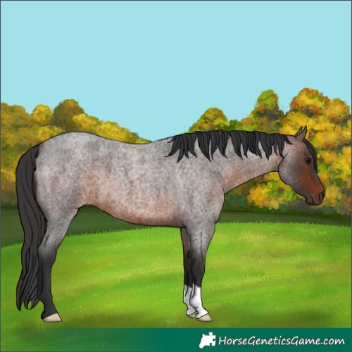 Horse Color:Brown Roan 