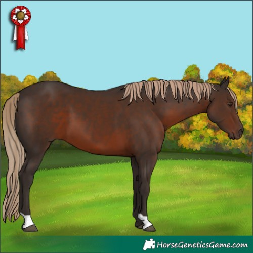 Horse Color:Liver Chestnut 