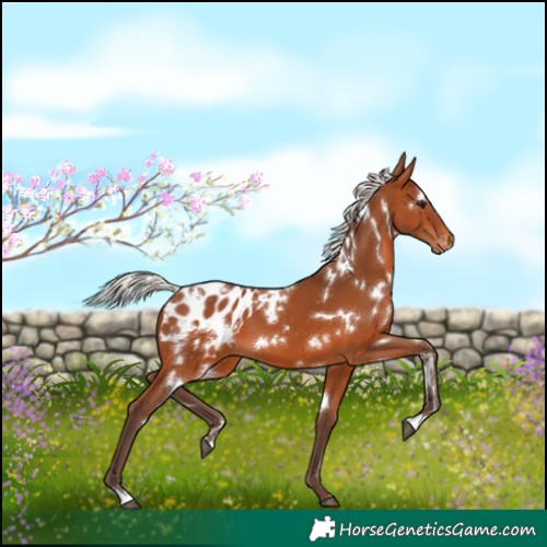 Horse Color:White Spotted Silver Brown Appaloosa 