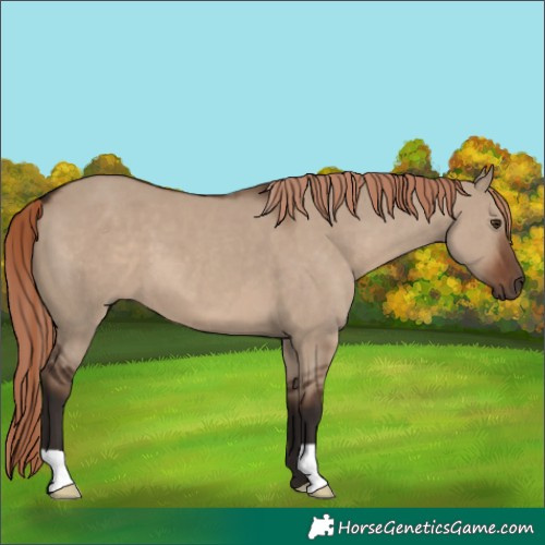 Horse Color:Liver Red Dun 