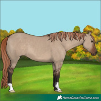 Horse Color:Liver Red Dun