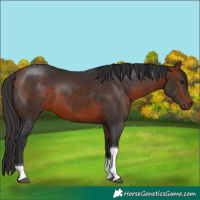 Horse Color:Bay Tobiano 