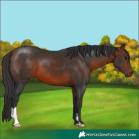 Horse Color:Bay 