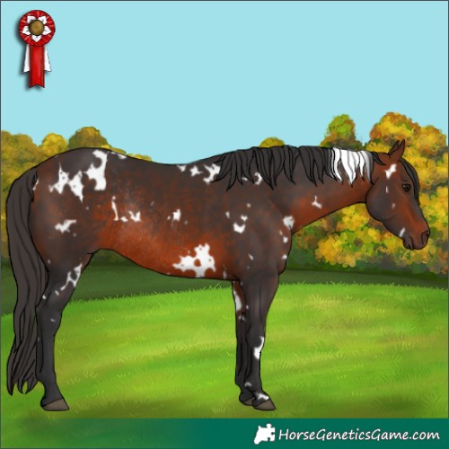 Horse Color:White Spotted Bay Rabicano 