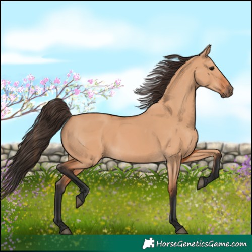 Horse Color:Bay Dun