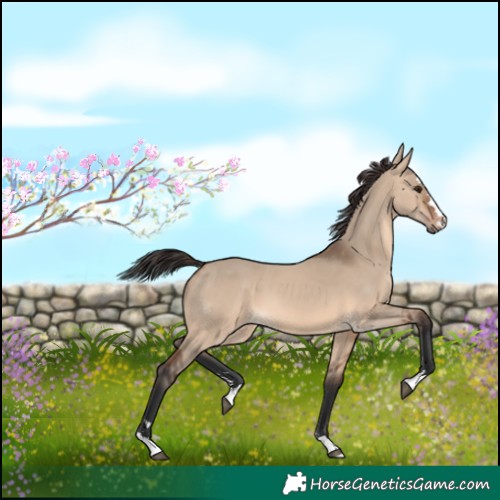 Horse Color:Brown Dun
