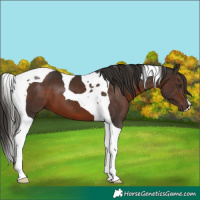 Horse Color:Liver Chestnut Tobiano 