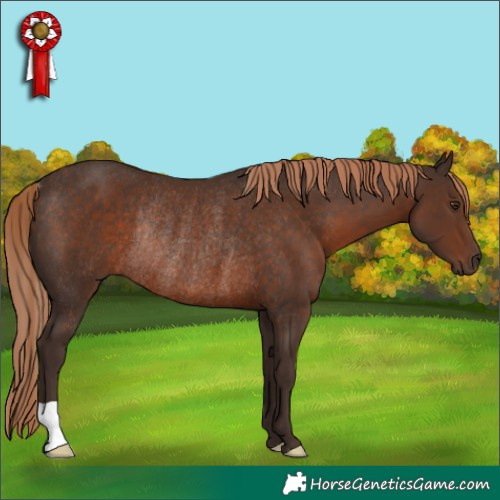 Horse Color:Liver Chestnut Rabicano 