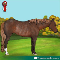 Horse Color:Liver Chestnut Rabicano