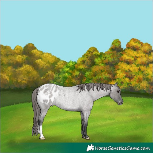 Horse Color:Grullo Roan Appaloosa Rabicano 